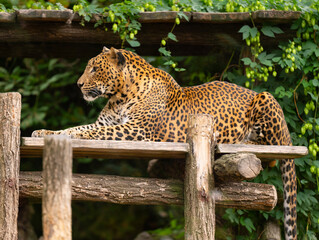 Leopard or panther relax in zoo park. Spotted leopard wild animal, wildlife. Cougar animal with fur spot, cheetah. Leopard spotted leopard © be free