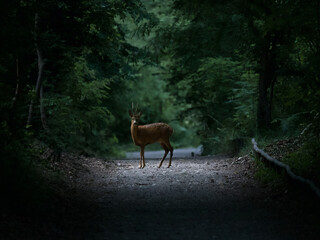 deer in the woods © Riccardo Russo