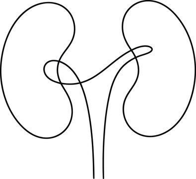 Continuous one line drawing of human kidneys Vector