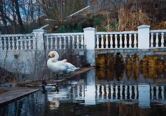 A swan on the water © Катя Чернега
