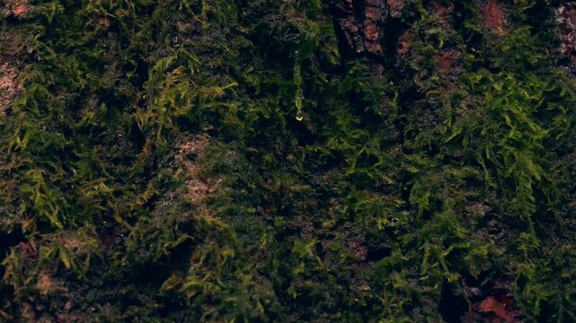 Water dripping from tree trunk moss in a forest during rain