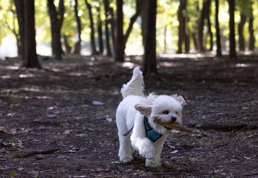 Happy Small White Dog Carrying a Stick While Running Through an Autumn Forest