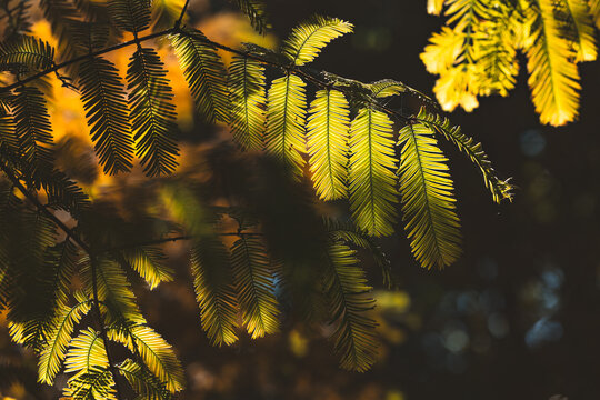 Golden Sunlit Leaves Glowing in Backlight Against a Dark Forest Background