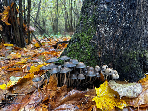 Cluster of small wild mushrooms growing beside a moss covered tree trunk among wet fallen autumn leaves in a forest
