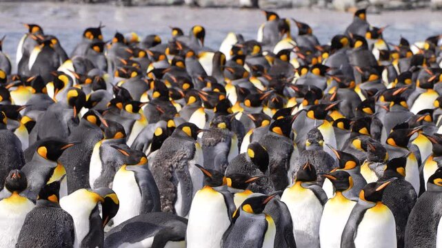 A dense gathering of king penguins fills the frame in South Georgia, with birds turning their heads and preening among their neighbors while distinctive neck patches stand out across the colony.