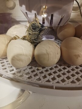 A wet newly hatched chick sitting among eggs inside an incubator