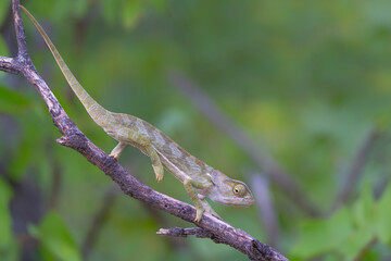 flap-necked chameleon (Chamaeleo dilepis) walking in the Greater Kruger Region in South Africa © henk bogaard