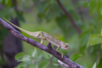 flap-necked chameleon (Chamaeleo dilepis) walking in the Greater Kruger Region in South Africa © henk bogaard