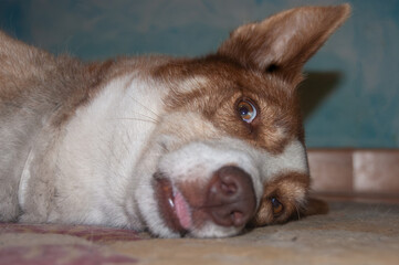 Siberian Husky Funny Photo © Alessandro
