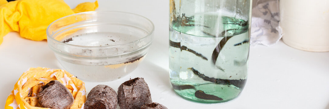 Medicinal leeches are placed in a jar of water after being moved from a bag of peat. They are shown swimming and adapting to their new environment, banner