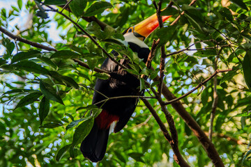 Toucan in the Tropical Rainforest © mariano