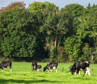 cows grazing in a field