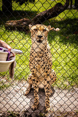 Cheetah Resting Behind Chain Link Fence in Captivity © Nikole Forster