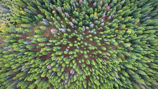 Aerial view of dense pine forest with yellow autumn trees