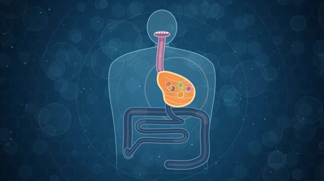 Digestive system animation, food travels from mouth through stomach and intestines, 4K health explainer