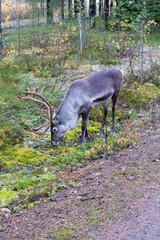 Reindeer with large antlers grazing on moss and lichen beside a forest trail in Lapland in autumn © Acorn Design