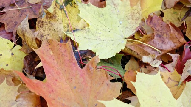 Colorful yellow and orange fallen maple leaves cover the forest ground in autumn closeup.