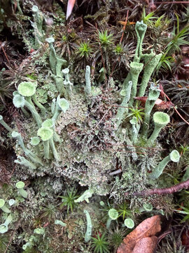 Pixie Cup Lichen (Cladonia fimbriata) Close-Up Macro in Woodland Habitat