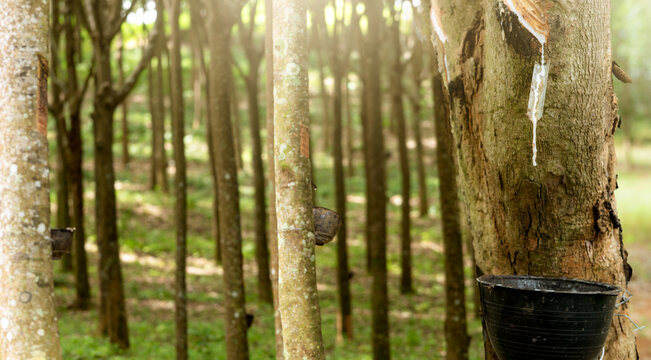 Natural rubber latex dripping from tapped tree bark into a collection cup on a tropical plantation during daytime. Agricultural harvesting of renewable raw material for commercial rubber production.