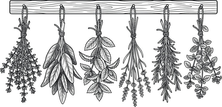 Drying culinary herbs hand drawn vintage engraving vector illustration hanging from wooden beam including rosemary sage thyme lavender mint and oregano