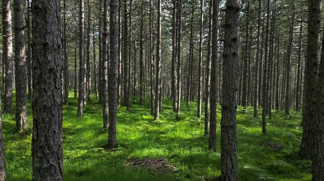 Aerial view of dense pine forest with tall tree trunks and lush green ferns on the forest floor under sunlight in Serbia.