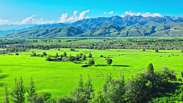 Aerial view of pastoral green valley with scattered tree and distant mountain range in the Nalati Grassland, Xinjiang, China