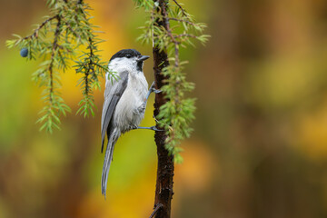 Willow Tit, Parus Montanus ssp borealis, Finland © Quarterland Photos