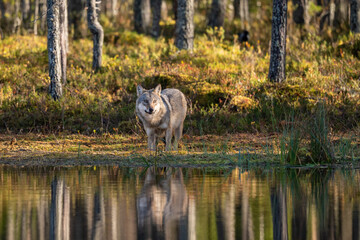 European Wolf by a woodland pond, Finland © Quarterland Photos