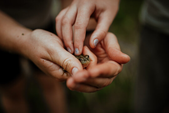 Hands holding tiny frog, close-up