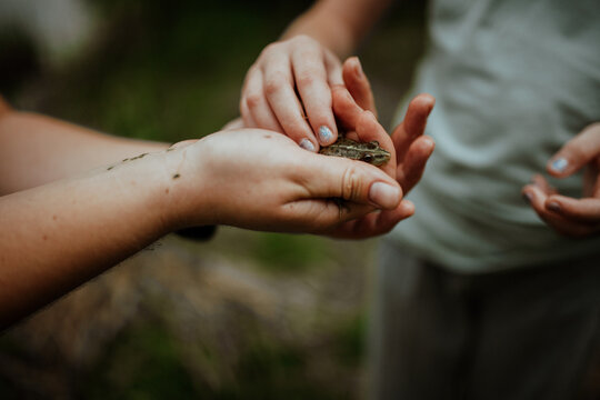 Child hands holding small frog, close-up