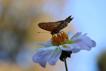A fritillary butterfly sipping nectar from a white dahlia © Mt. Cape