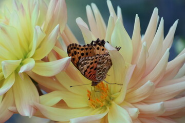 A fritillary butterfly sipping nectar from a cream-colored dahlia © Mt. Cape