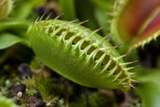 Venus flytrap with tightly closed leaves and sharp teeth-like edges in macro detail.