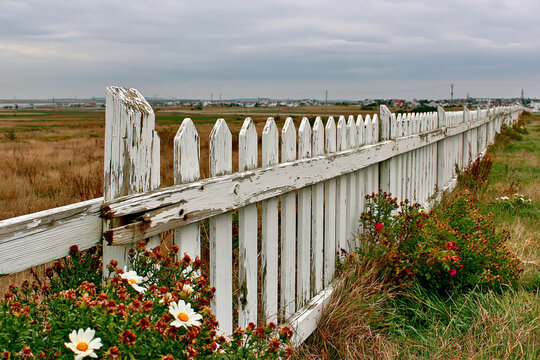 Weathered white picket fence border alongside field of wild flowers