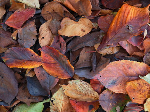 Close-up of colorful fallen autumn leaves on the ground in Japan. The leaves display rich shades of orange, red, brown, and yellow, creating a natural texture and seasonal atmosphere