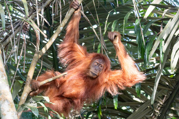 Ein Orang-Utan hangelt an einem dünnen Ast in der Frontale © HPE
