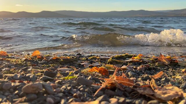 Low angle closeup shot of waves brings autumn leaves on sea shore