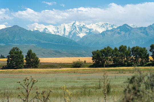 Snow-capped Teskey Alatoo peaks above golden fields, green meadows and tree groves on a sunny summer day near Issyk Kul, Kyrgyzstan.