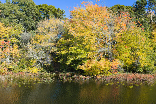Colorful autumn foliage is found fringing Pilgrim Lake in Orleans, Massachusetts. This scenic destination is on the outer part of Cape Cod, not far from the Atlantic Ocean.