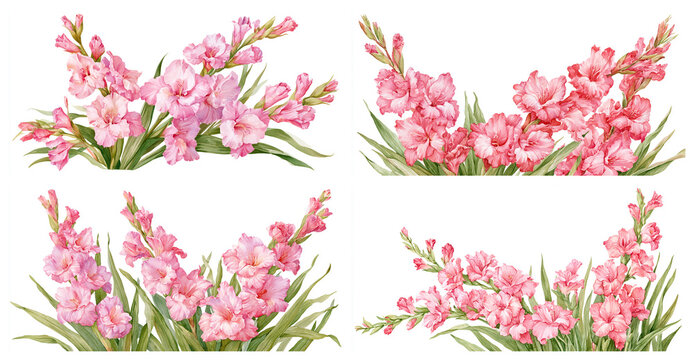 Set of four watercolor botanical illustrations of Gladiolus flower bush, spikes of ruffled magenta trumpet-shaped flowers with sword-shaped leaves, August birth month flower, bottom border