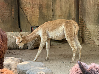 Young alpaca stands in enclosure, head down © njbfoto