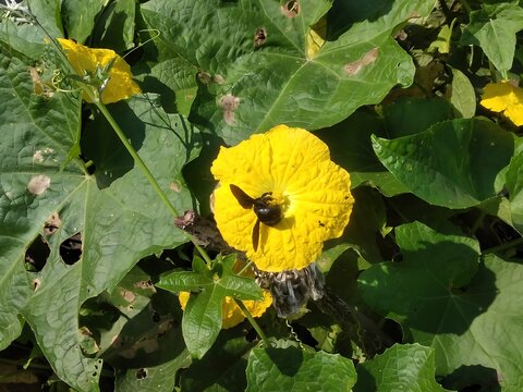 Bumblebee pollinating a yellow flower in a lush garden with pollination wildlife sunlight