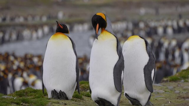 Three king penguins stand on a low grassy rise in South Georgia, resting and preening with their heads bent toward their plumage, while a crowded colony and shallow stream fill the background.