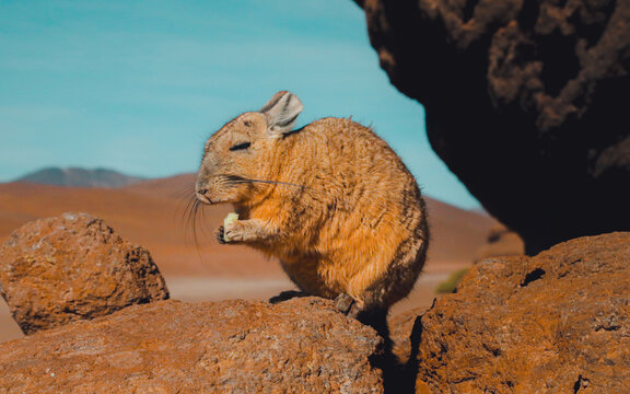 Vizcacha Eating in Eduardo Abaroa Reserve Bolivia