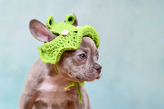 French Bulldog dog puppy with knitted frog hat on light blue studio background