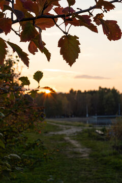 Red autumn viburnum leaves framing a golden sunset with radiant sunbeams over a park landscape in evening twilight.
