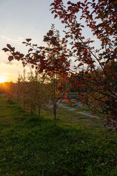 A picturesque row of young viburnum bushes with red-orange autumn leaves on a green lawn at sunset twilight in a park.