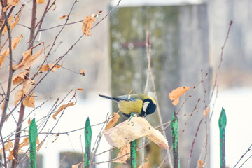 A great tit (Parus major) sits on a piece of bacon against the backdrop of a snow-covered yard. © Michel F