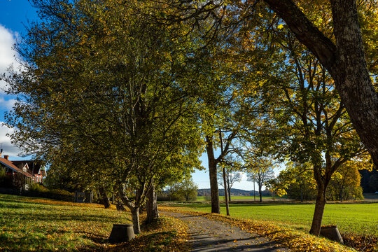 Nykoping, Sweden Autumn foliage on a sunny day on a country road. 
