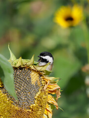 Black-capped Chickadee peeking over the top of a large sunflower © John Rakestraw